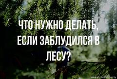 Что делать, если вы заблудились в лесу?